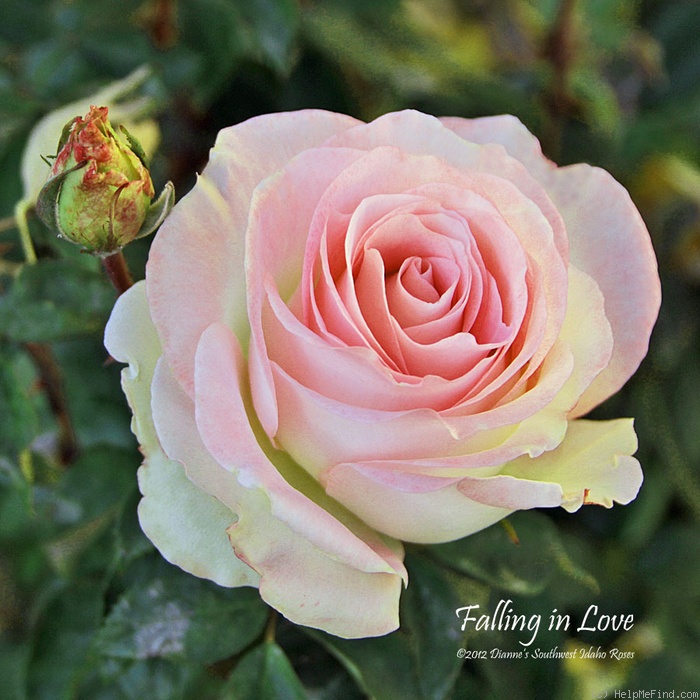 'Falling in Love ™' rose photo