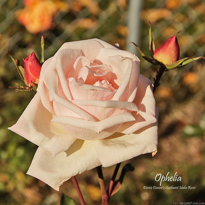 'Ophelia (hybrid tea, Paul, 1912)' rose photo