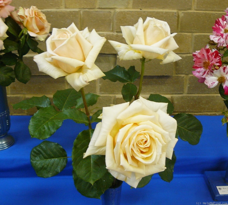 'Diamond Jubilee (hybrid tea, Boerner, 1947)' rose, click to enlarge 'Diamond Jubilee (hybrid tea, Boerner, 1947)' rose photo