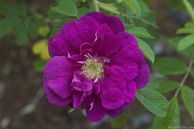 'Rugosity' rose photo