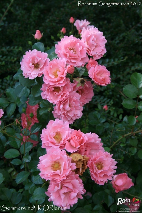 'Sommerwind ®' rose photo