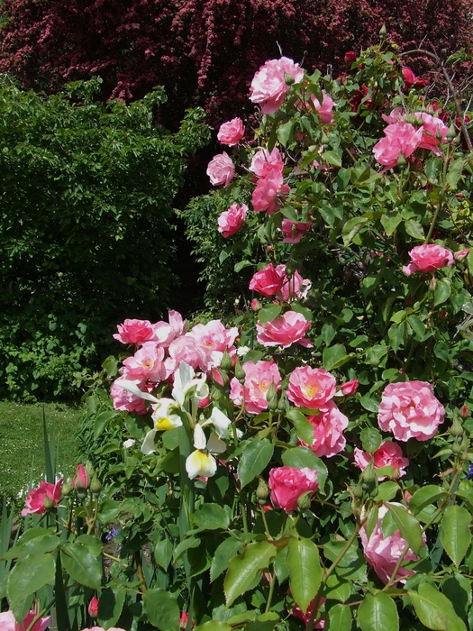 'Cicely Lascelles' rose photo