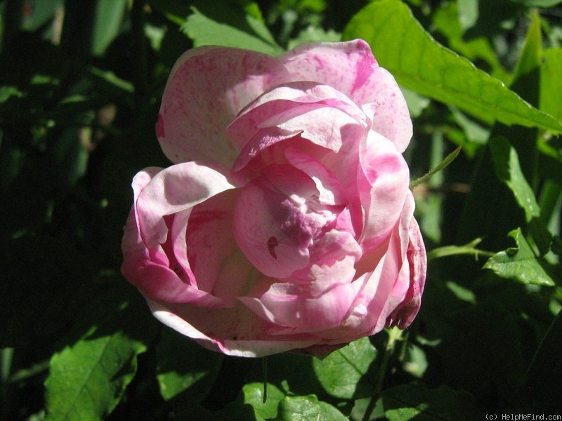 'Honorine de Brabant (Bourbon, Tanne, 1916)' rose photo