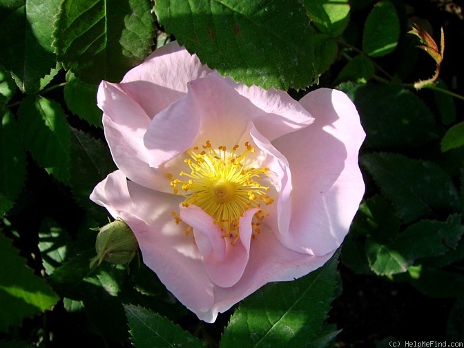 'Hanichola 1' rose photo