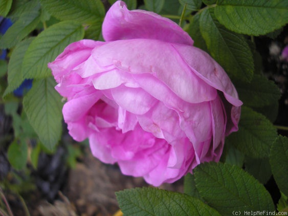 'Will Alderman' rose photo