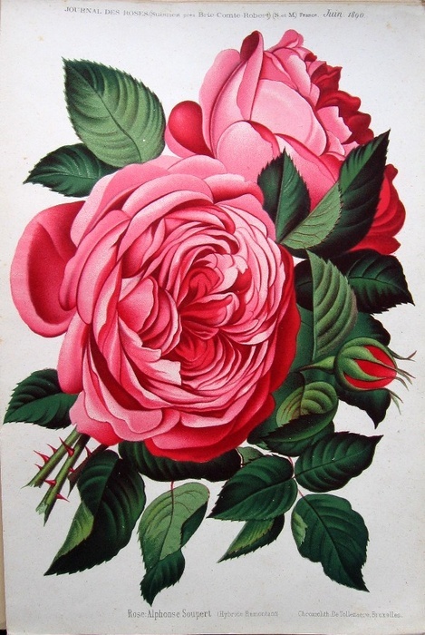 'Alphonse Soupert (hybrid perpetual, Lacharme, 1883)' rose photo