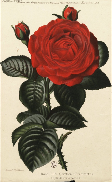 'Jules Chrétien (Hybrid Perpetual, Schwartz, 1878)' rose photo