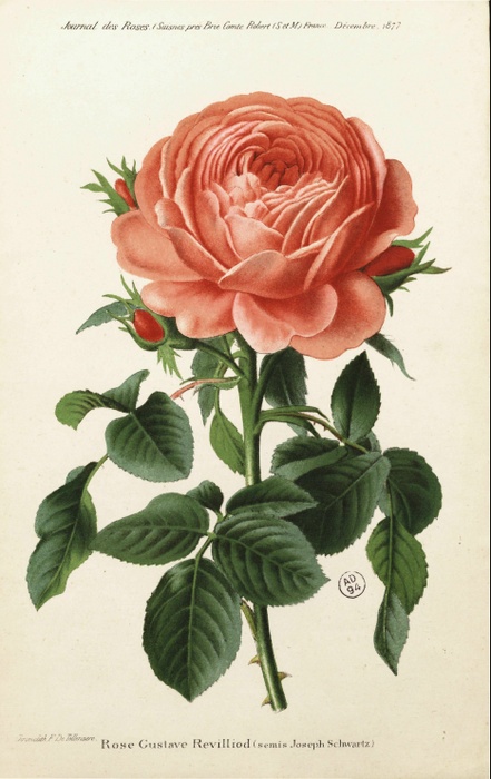 'Gustave Revilliod' rose photo