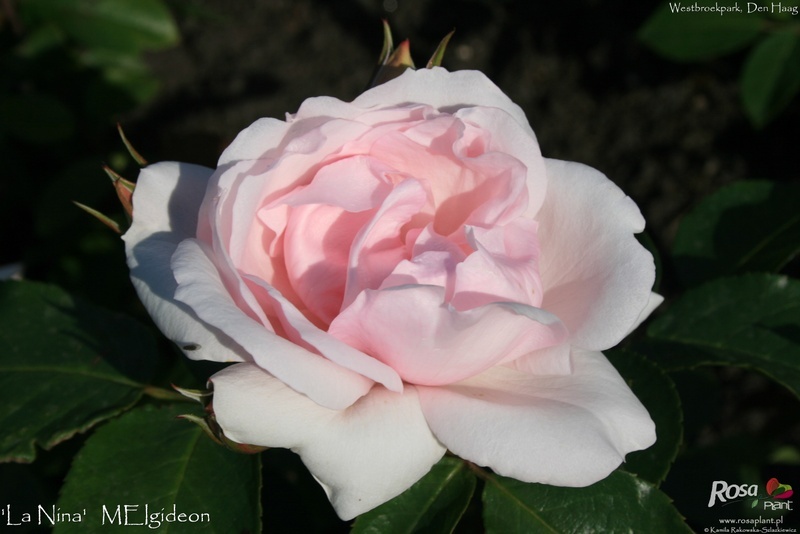 'La Nina (floribunda, Meilland, 2005)' rose photo