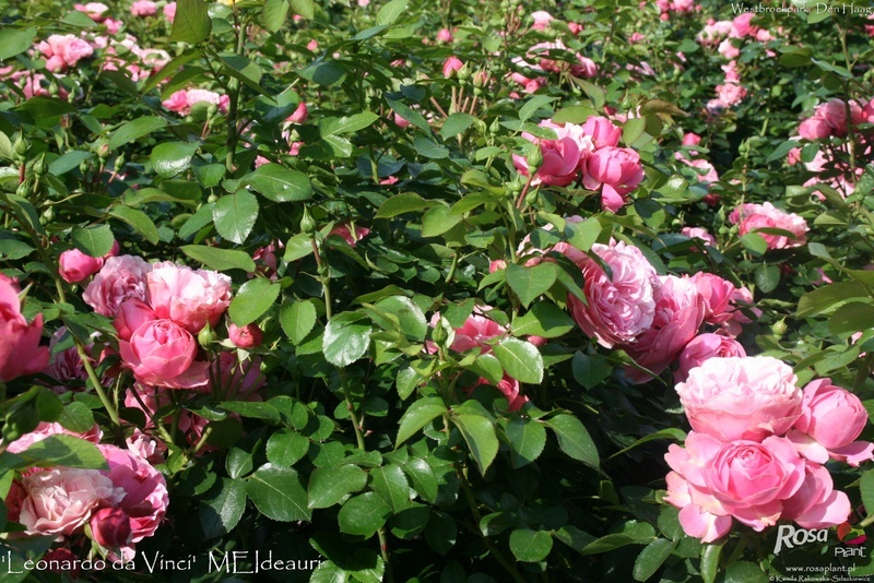 'Leonardo da Vinci ® (Floribunda, Meilland, 1993)' rose photo