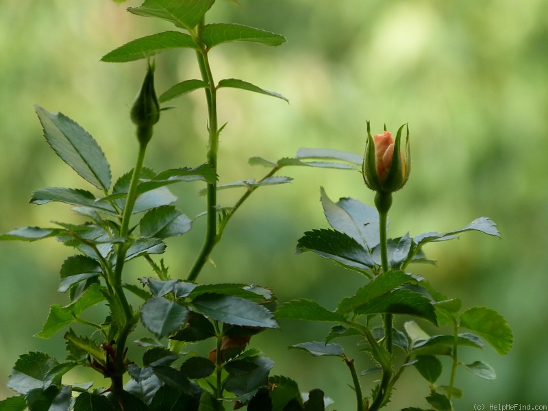 'Peach Compact Meidiland ®' rose photo
