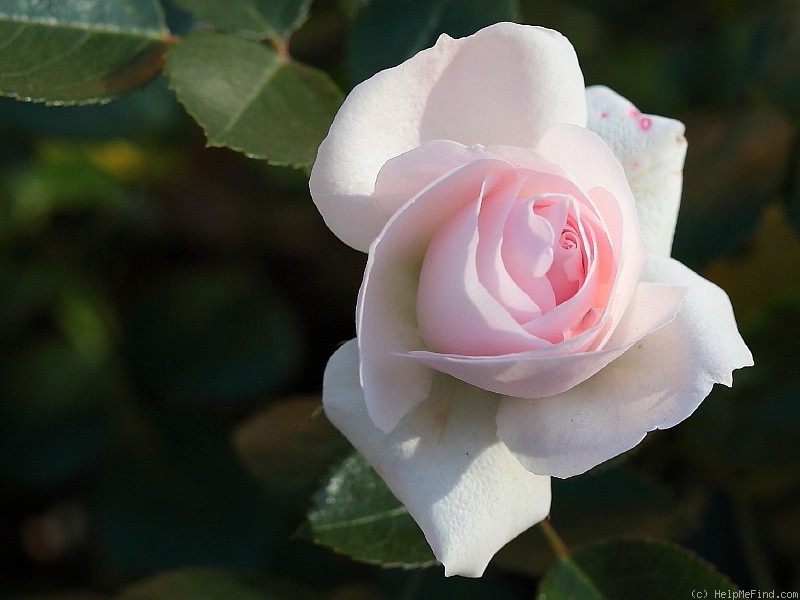 'Aspirin ® Rose' rose photo