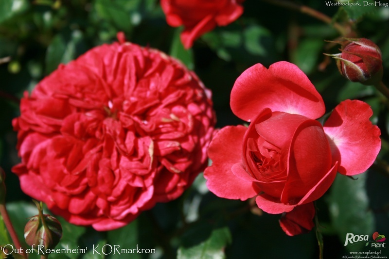 'Out of Rosenheim ®' rose photo