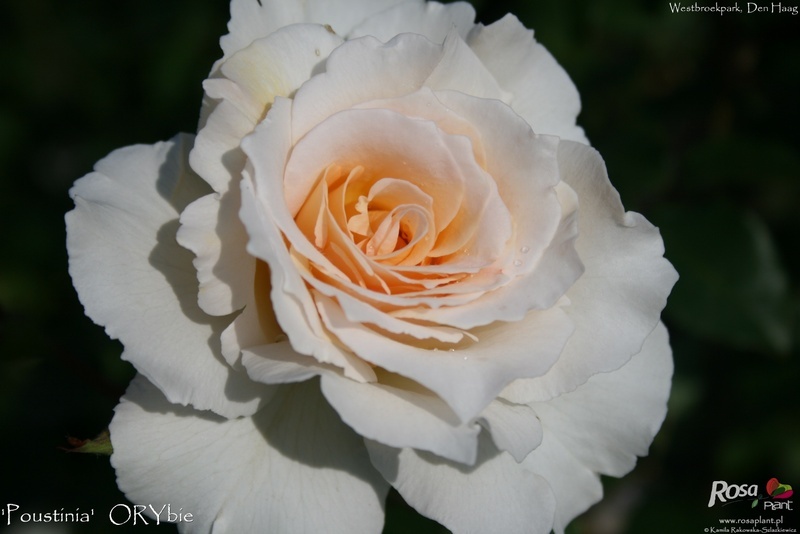'Poustinia' rose photo