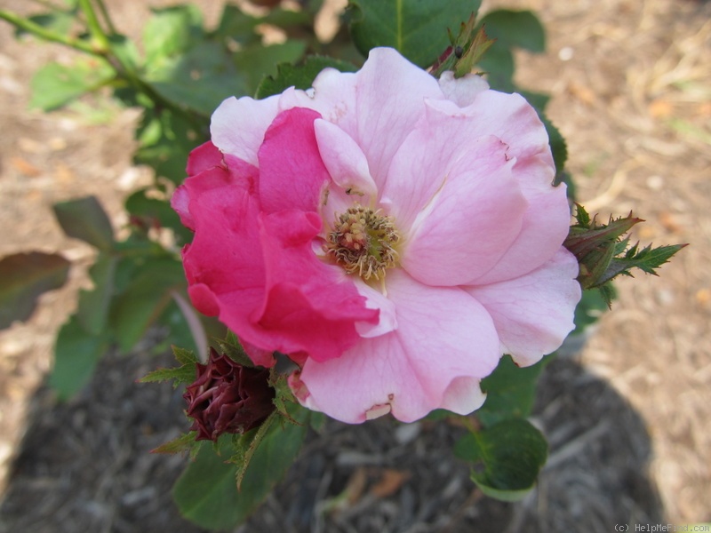 'Permanent Wave' rose photo