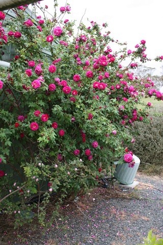 'Amadis (boursault, Laffay before 1826)' rose photo