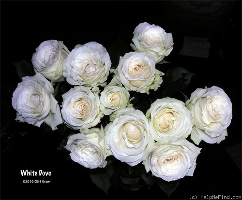 'White Dove' rose photo