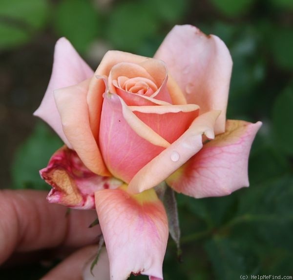 'Rêve Abricot' rose photo
