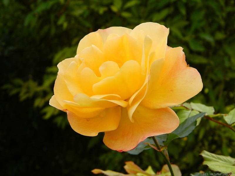 'Westerland (Shrub, Kordes, 1969)' rose photo