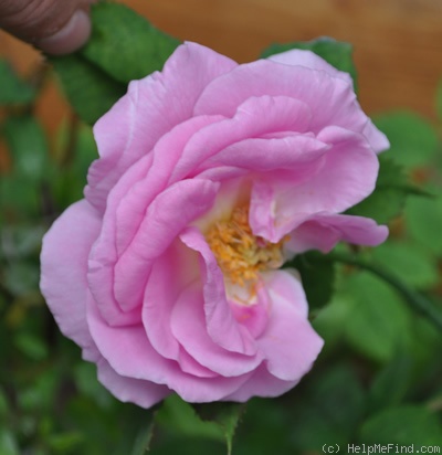 'Abbé Millot' rose photo