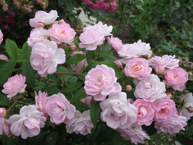 'Ydrerosen' rose photo