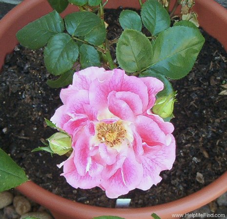 'Tootsie' rose photo