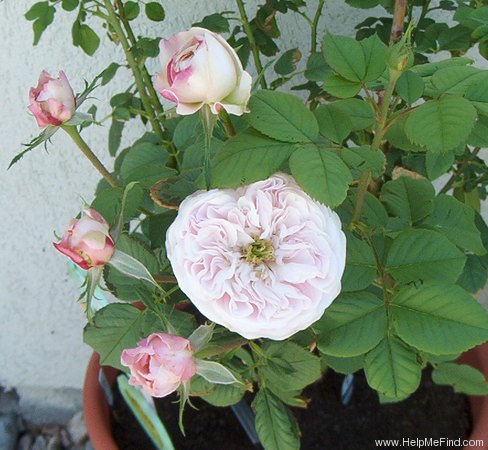 'Mayor of Casterbridge' rose photo