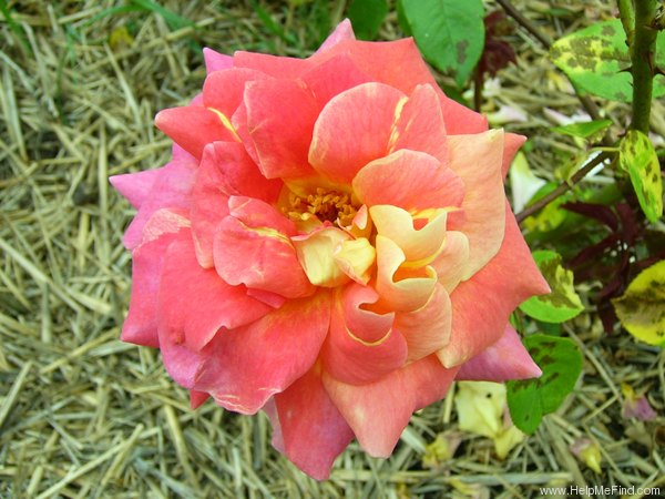 'Madame L. Dieudonné' rose photo