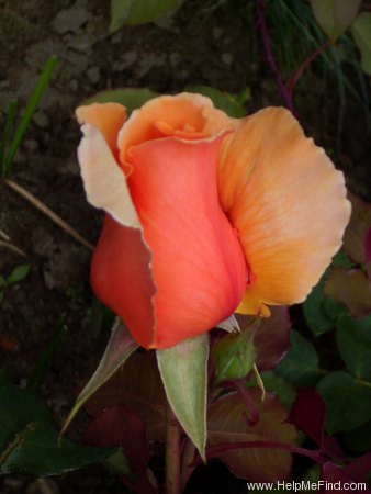 'Just Joey (Hybrid Tea, Cants, 1972)' rose photo