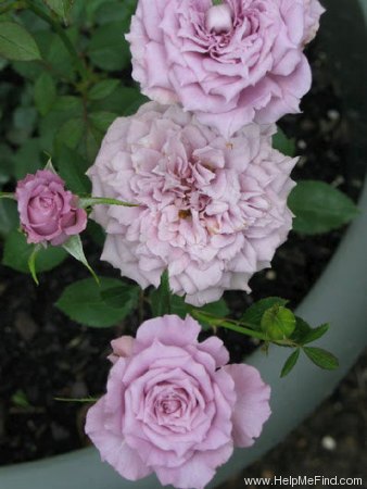 'Lavender Crystal ™' rose, click to enlarge 'Lavender Crystal ™' rose photo