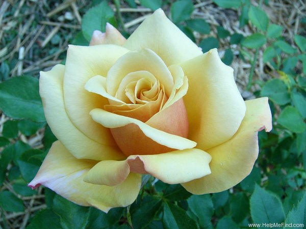 'Belle Époque (hybrid tea, Fryer before 1993)' rose photo