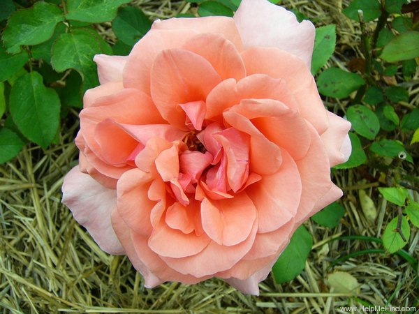 'Blessings' rose photo