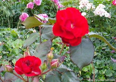 'Love (cl hybrid Tea, Caron, 1935)' rose photo