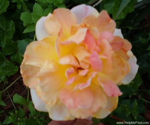 'Chinatown (climber, Poulsen, 1959)' rose photo