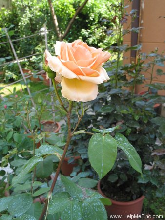'Dorada ®' rose photo