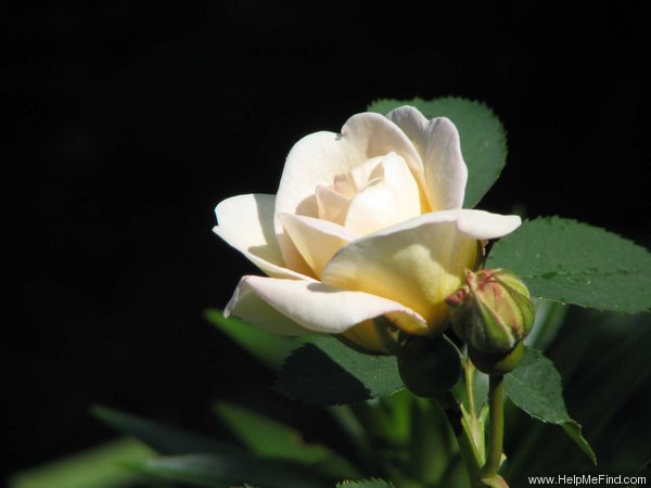 'Frühlingsduft (Hybrid Spinossima, Kordes, 1949)' rose, click to enlarge 'Frühlingsduft (Hybrid Spinossima, Kordes, 1949)' rose photo