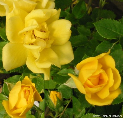 'Yellow Jacket' rose photo