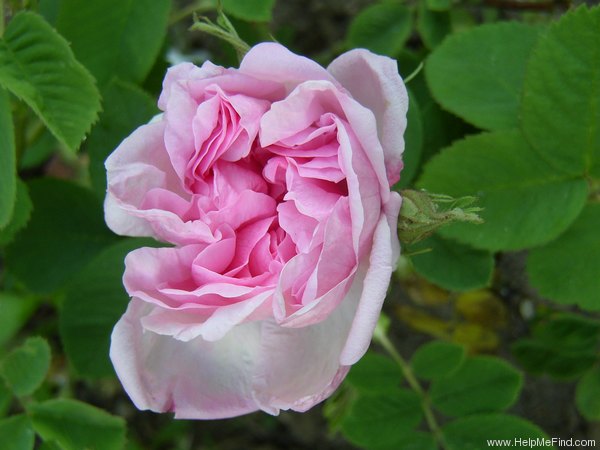 'Blush Hip' rose photo
