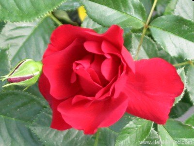 'Salsa™ (floribunda, Zary 2001)' rose photo