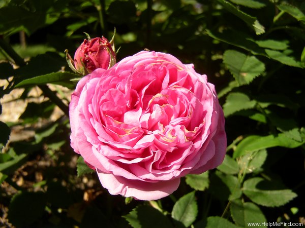 'Louise Odier (Bourbon, Margottin, 1851)' rose photo