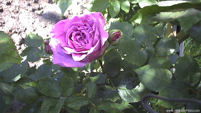 'Madame Isaac Pereire (Bourbon, Garcon, 1876)' rose photo