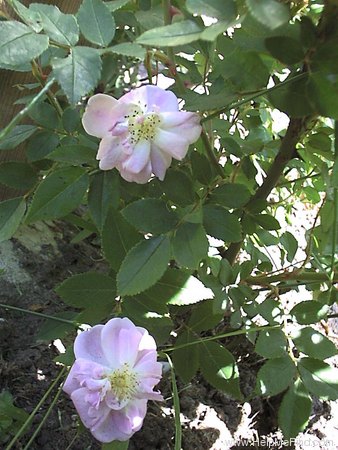 'Narrow Water (Noisette, 1883)' rose photo
