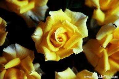 'Erin Alonso ™' rose photo