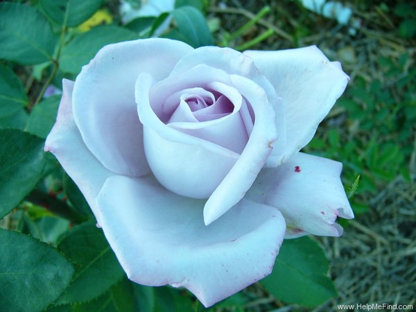 'Sissi ®' rose photo