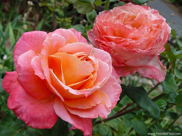 'Fascination (hybrid tea, Warriner, 1982)' rose photo