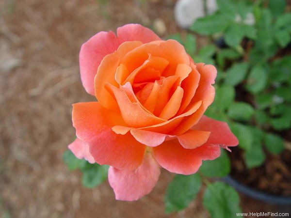 'Frontier Twirl' rose photo