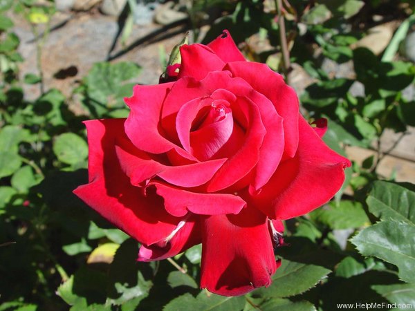 'Special Merit' rose photo