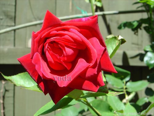 'Papa Meilland ® (Hybrid Tea, Meilland, 1963)' rose photo