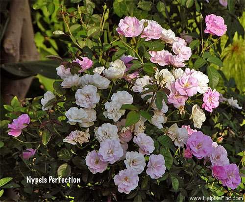 'Nypels Perfection' rose photo