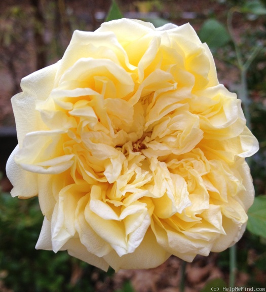 'Étoile de Lyon (tea, Guillot, 1876)' rose photo